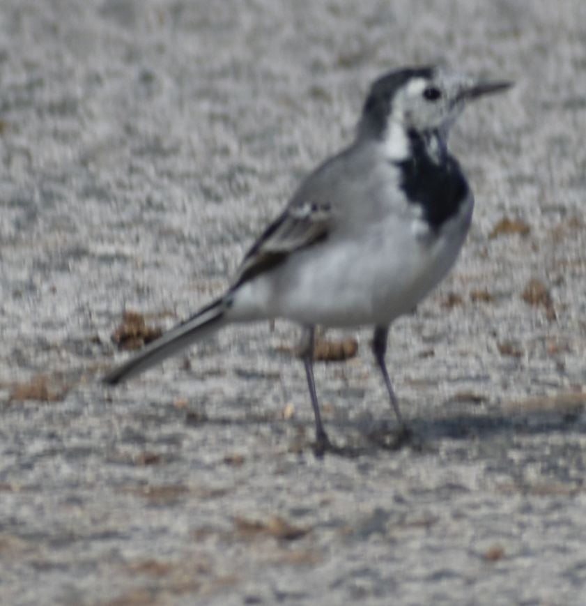 White Wagtail - ML647107751