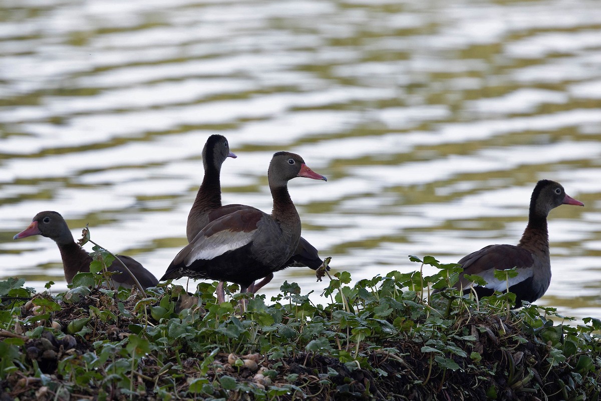 Black-bellied Whistling-Duck - ML647107753