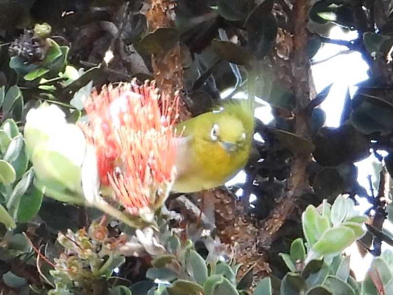 Warbling White-eye - ML647107759