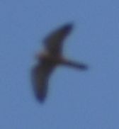 poštolka obecná - ML647107776