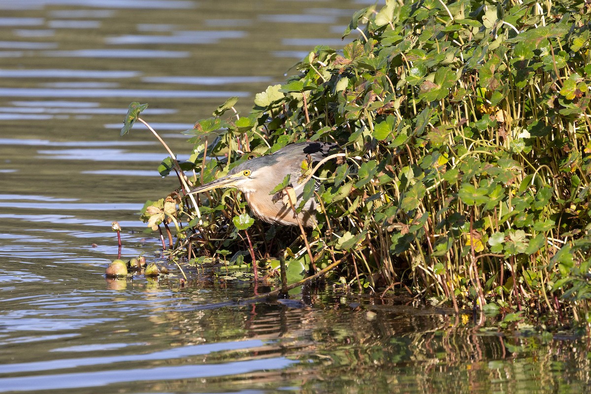Striated Heron - ML647107795