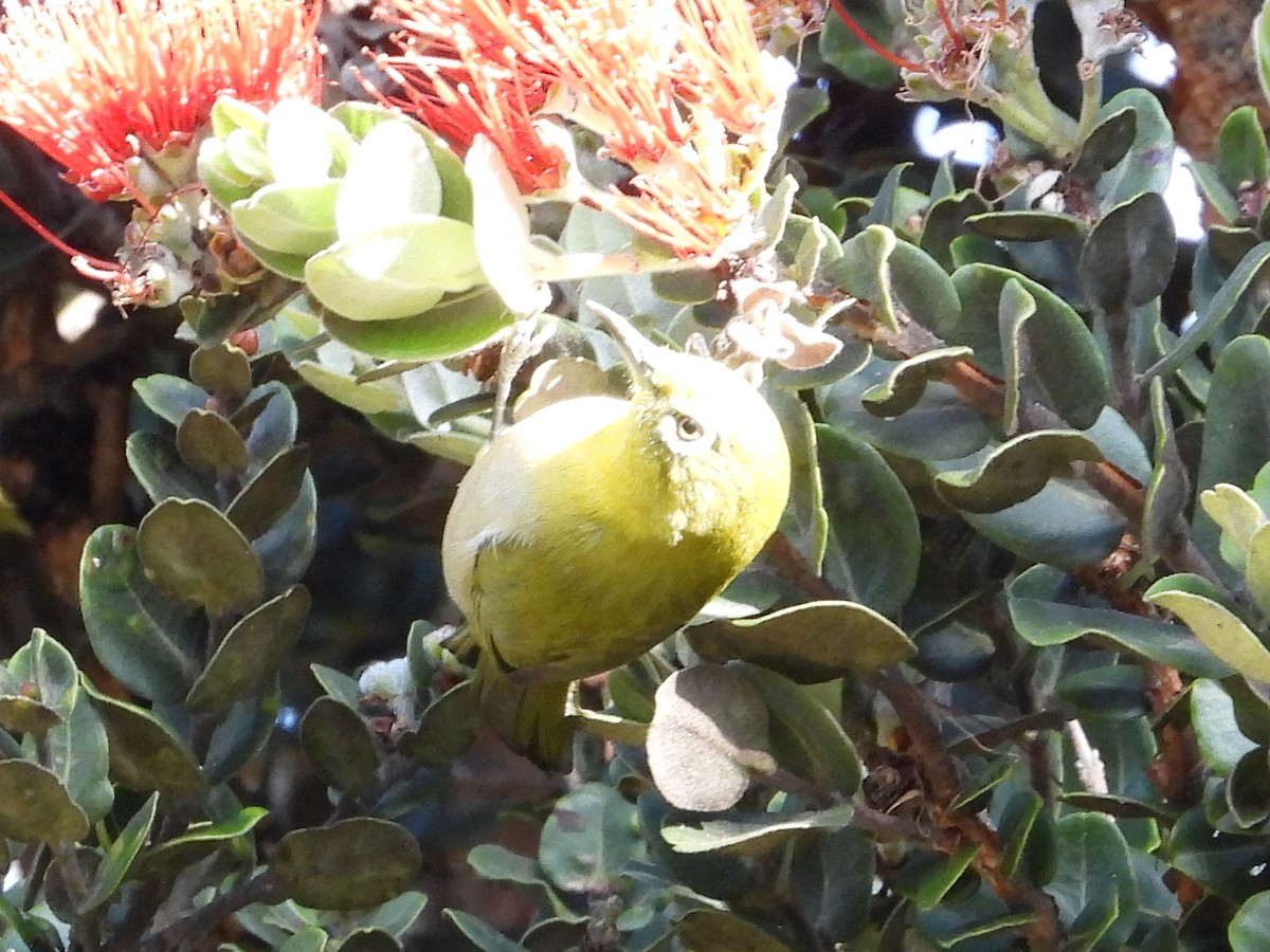 Warbling White-eye - ML647107796