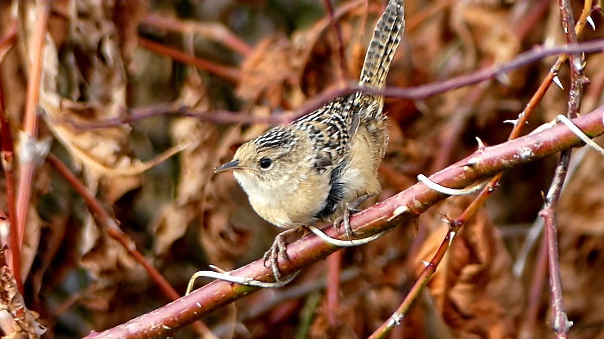 Тростниковый крапивник - ML647107805