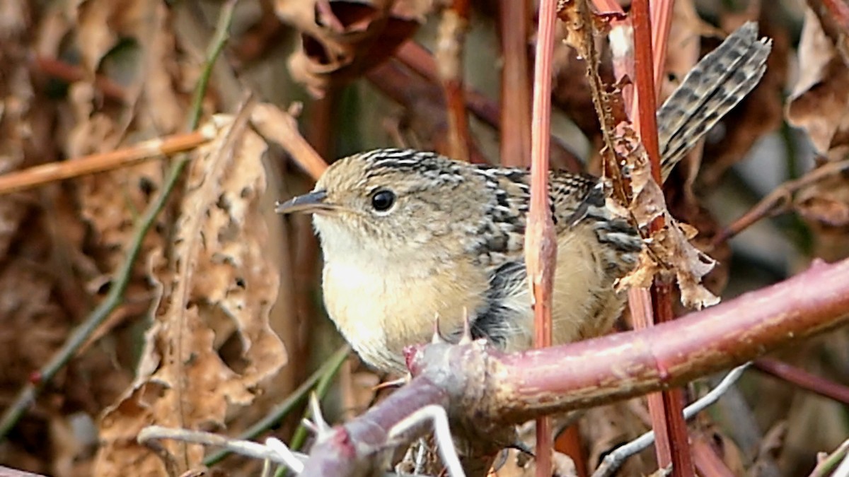 střízlík krátkozobý - ML647107806