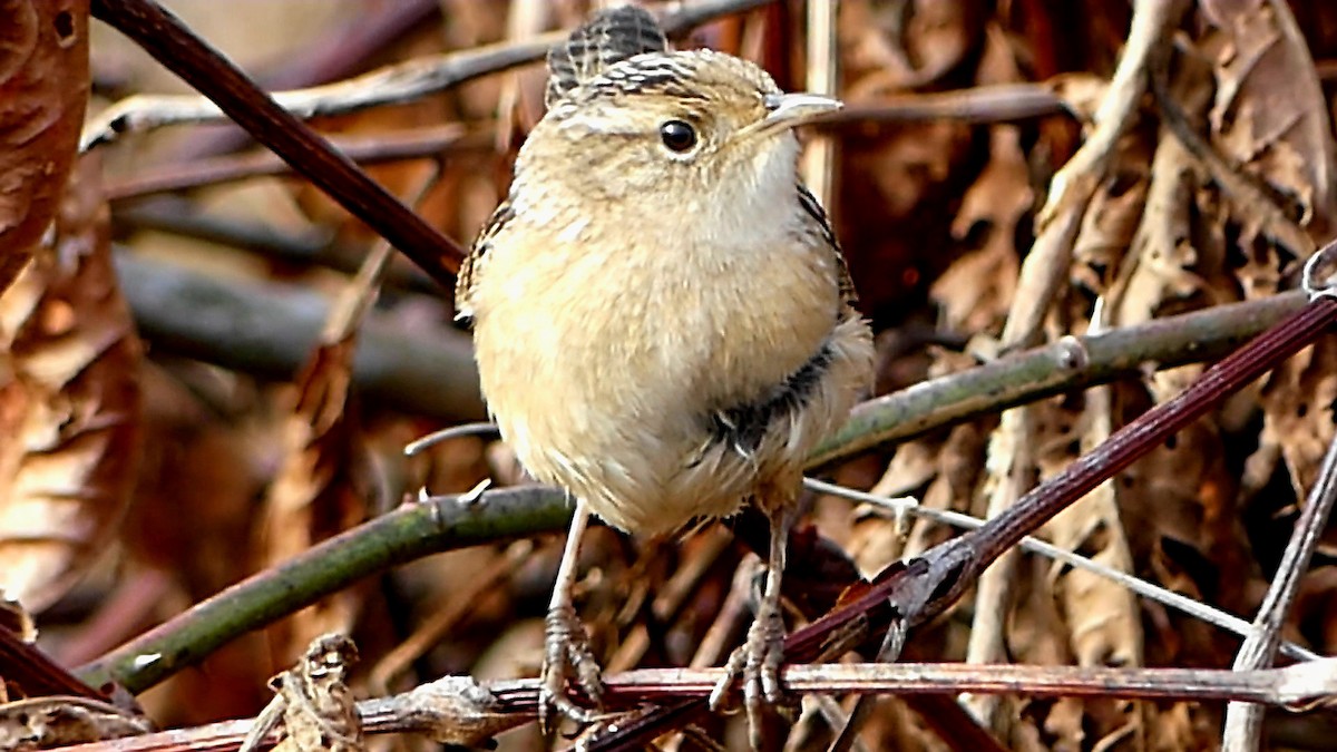 střízlík krátkozobý - ML647107807