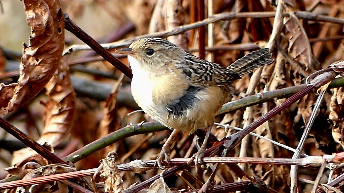 střízlík krátkozobý - ML647107808