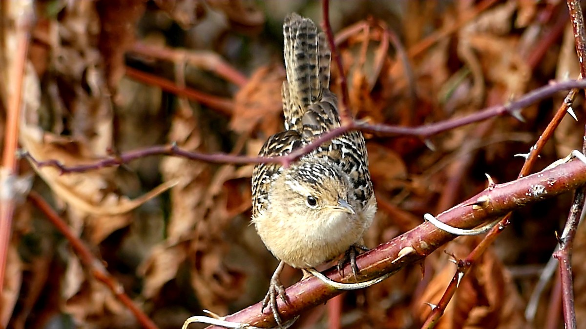 Тростниковый крапивник - ML647107809