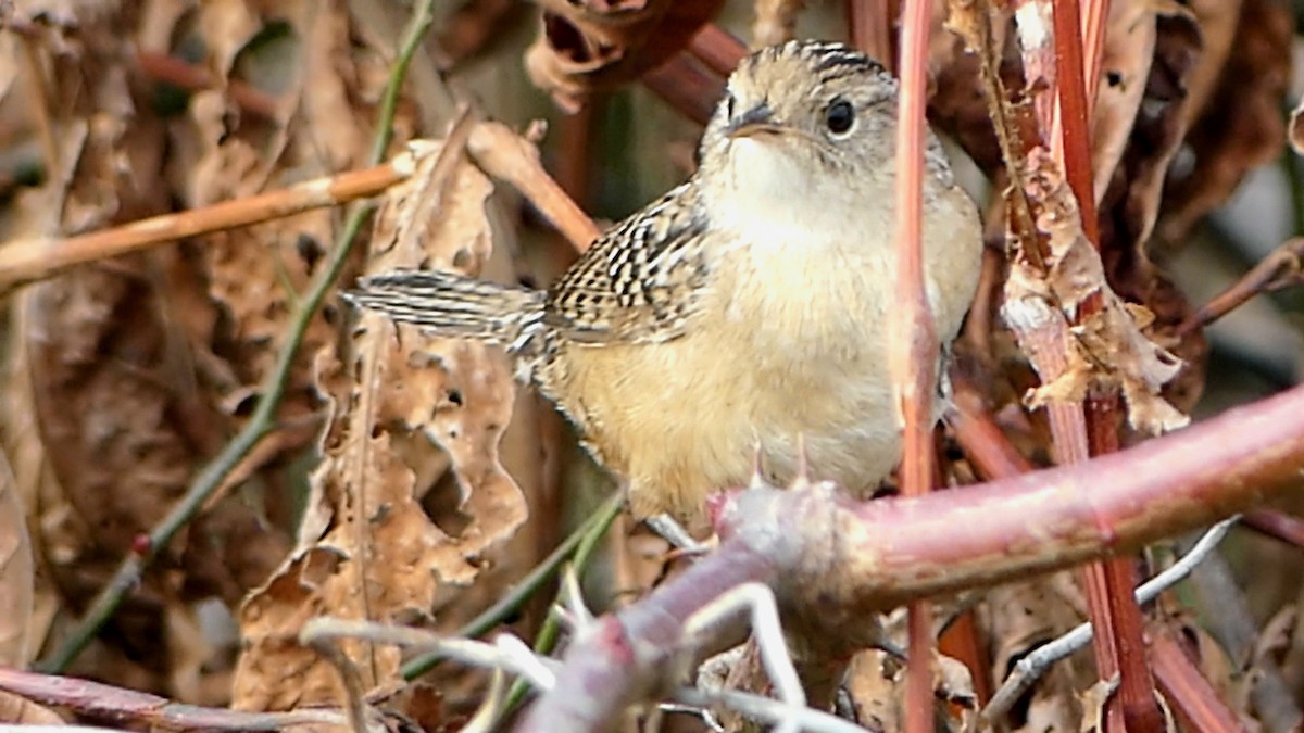 střízlík krátkozobý - ML647107810