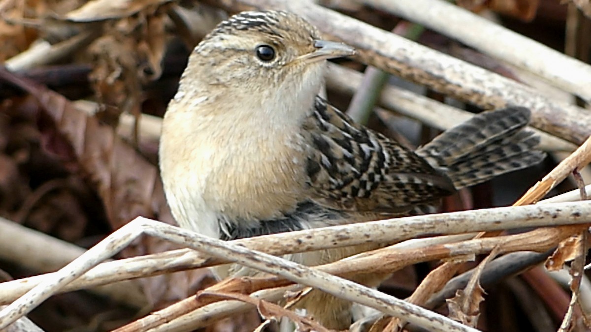 střízlík krátkozobý - ML647107811