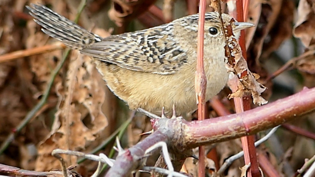 střízlík krátkozobý - ML647107812