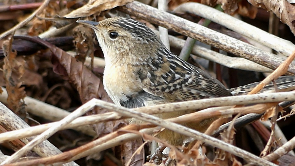 střízlík krátkozobý - ML647107813