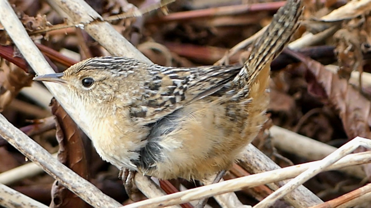 střízlík krátkozobý - ML647107814