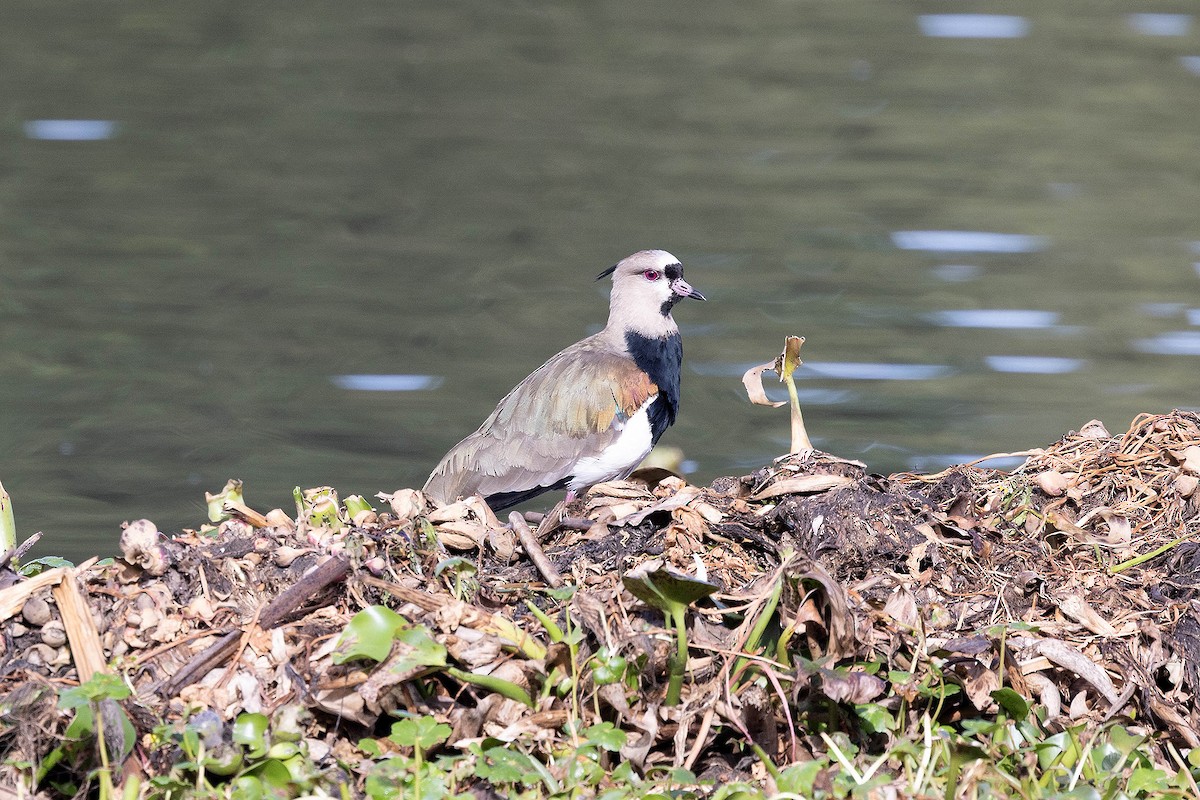 Southern Lapwing (cayennensis) - ML647107815