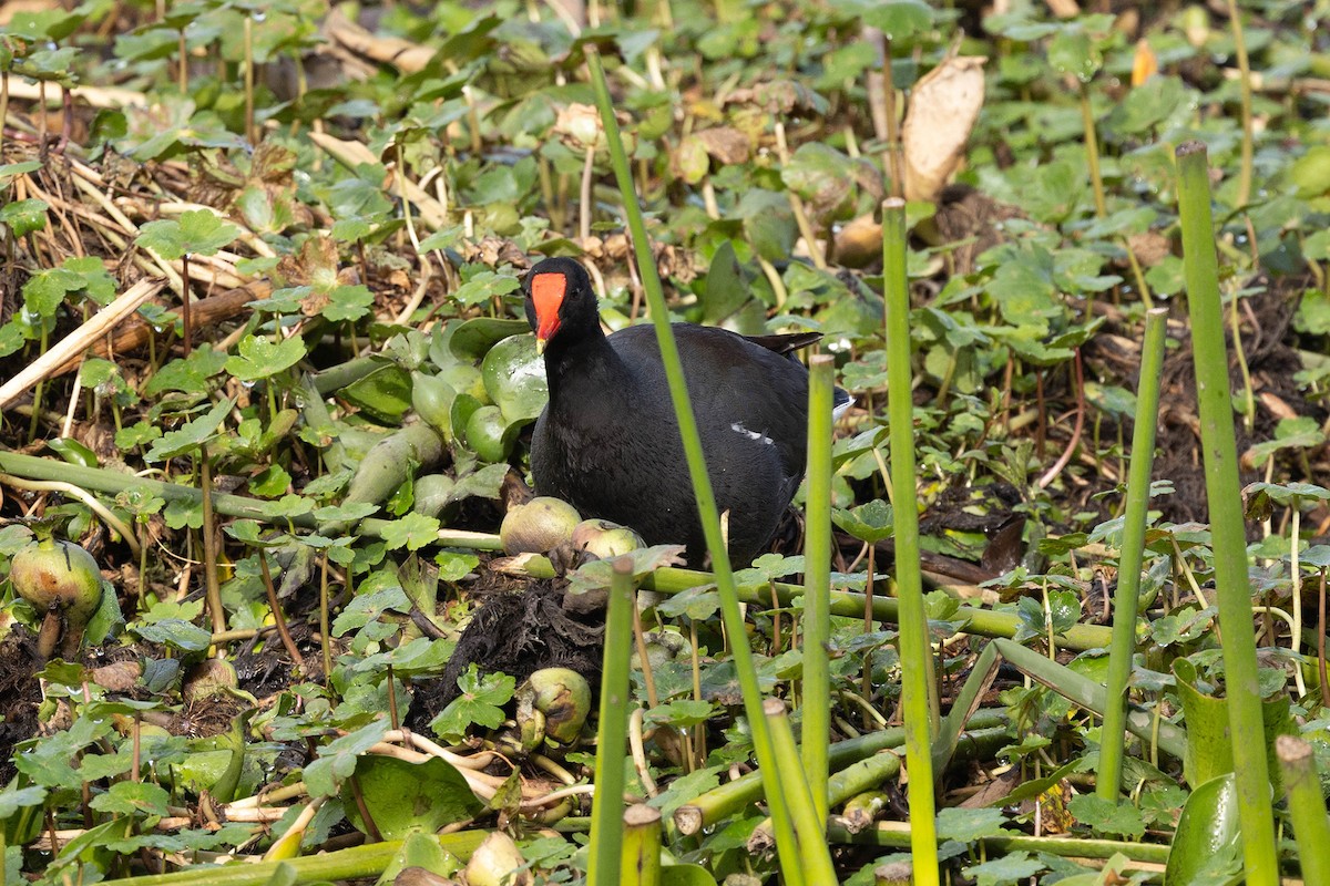 Курочка латиноамериканська [група galeata] - ML647107834