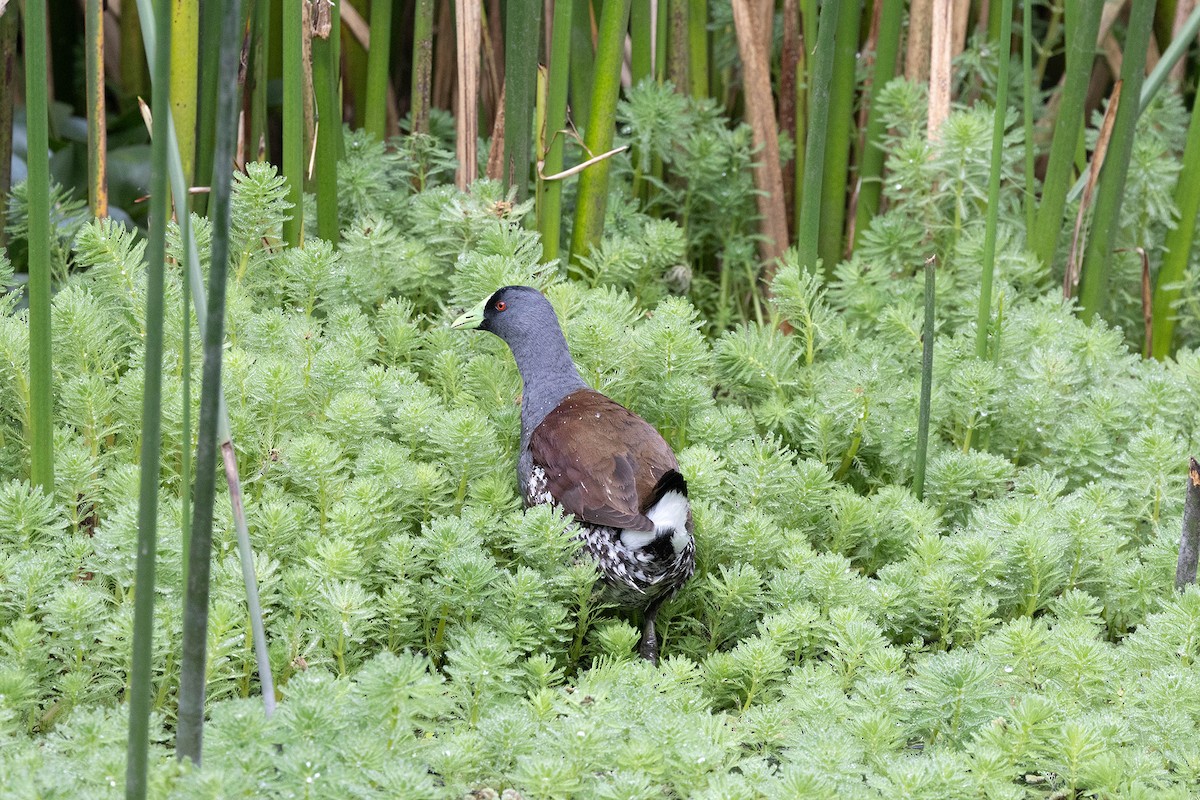 Spot-flanked Gallinule - ML647107835