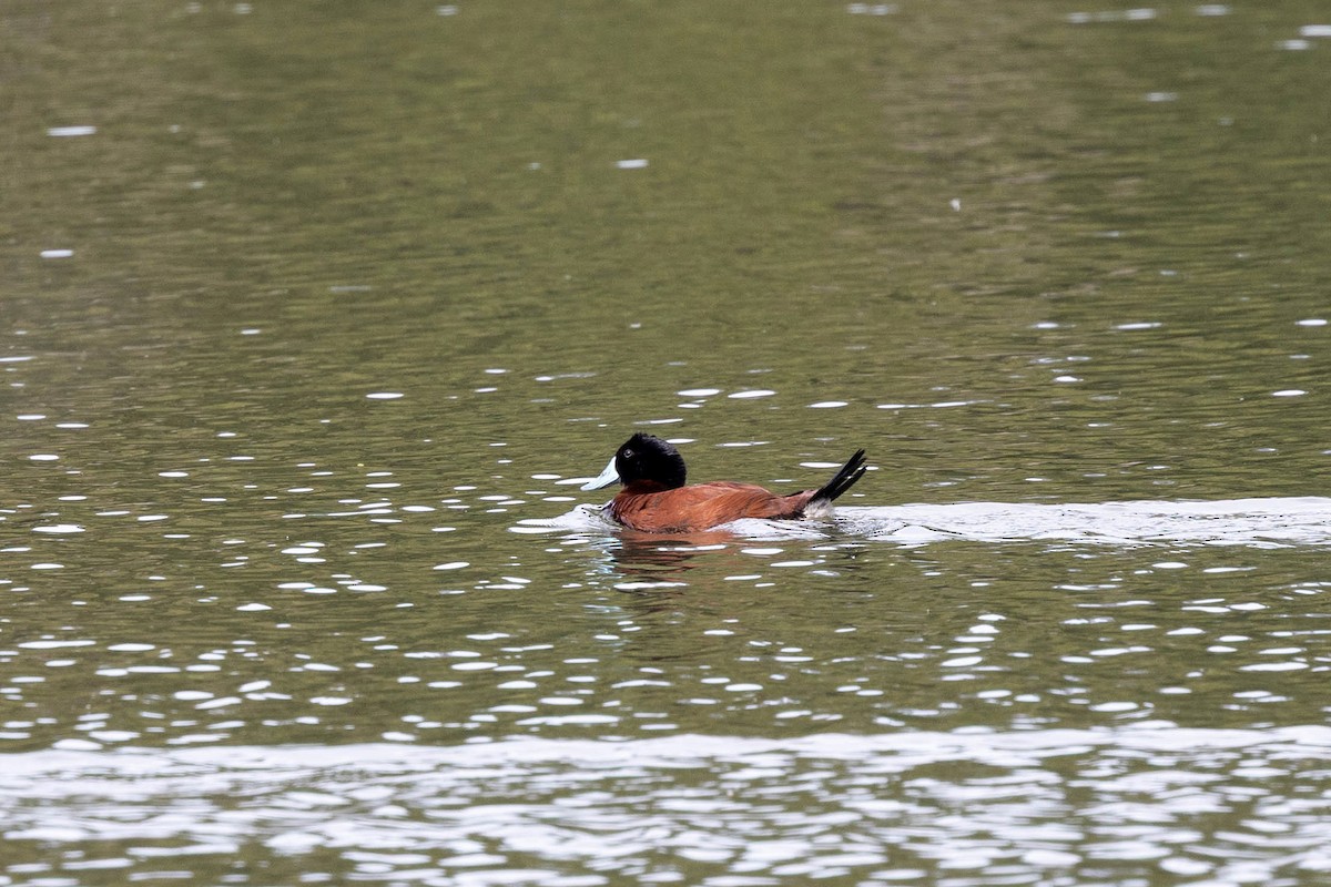 Andean Duck (andina) - ML647107840