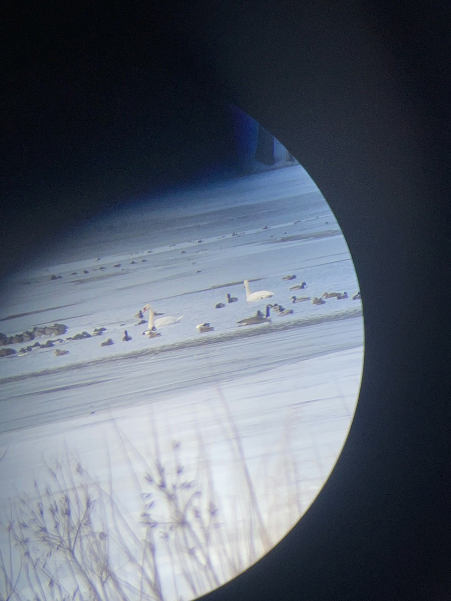 Mute Swan - ML647107843