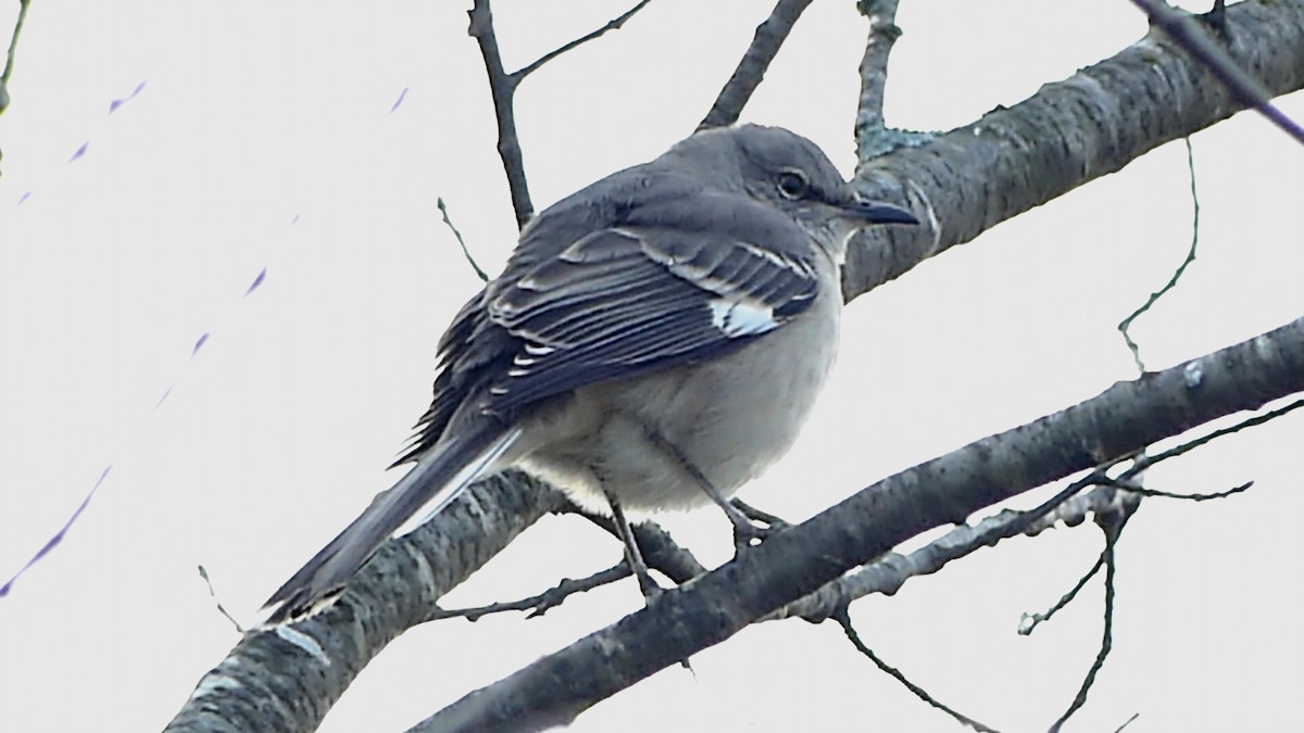 drozdec mnohohlasý - ML647107844