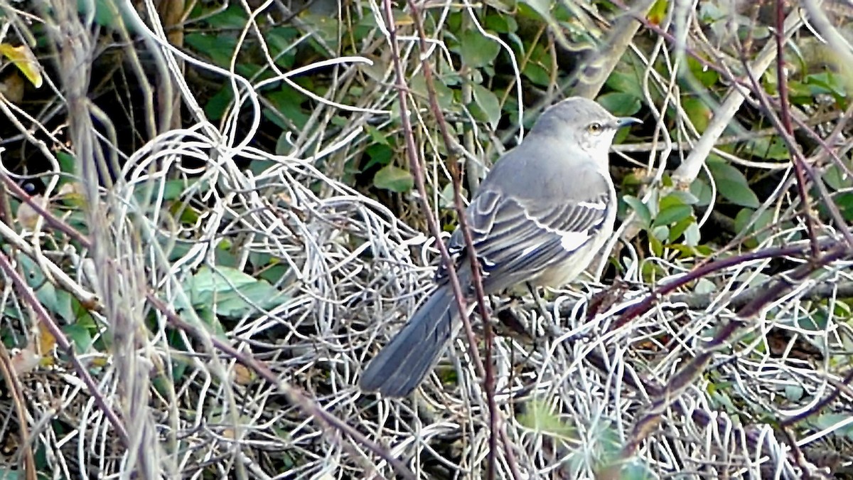 drozdec mnohohlasý - ML647107845