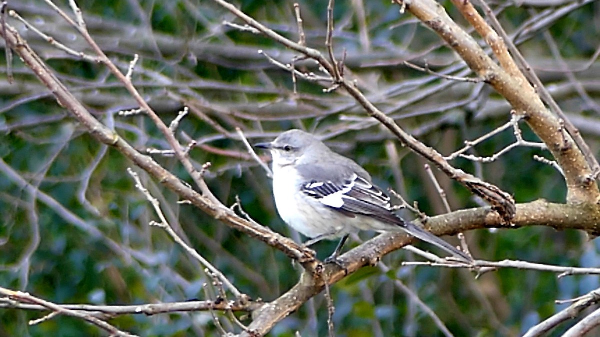 drozdec mnohohlasý - ML647107846