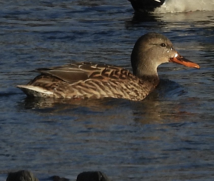 綠頭鴨 - ML647107847