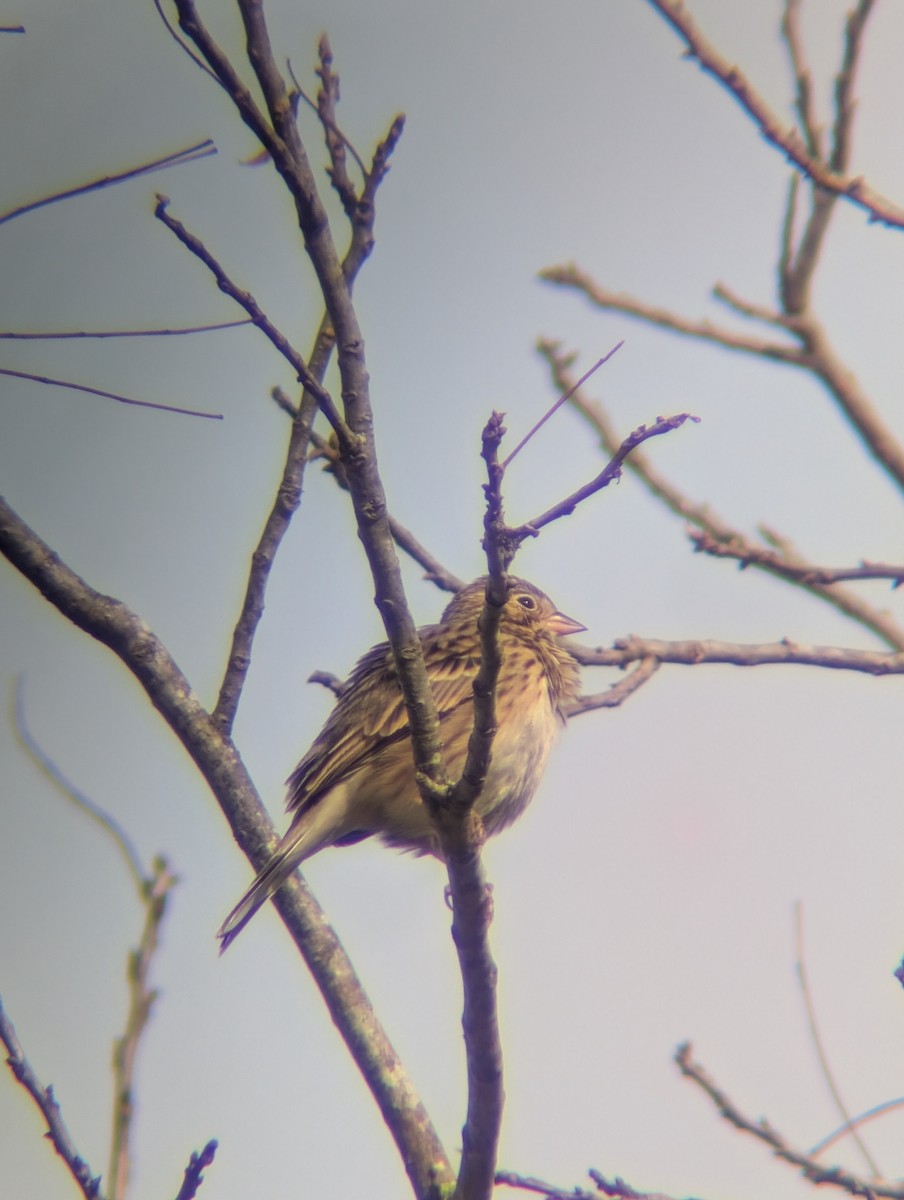 Vesper Sparrow - ML647107851
