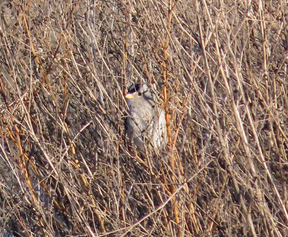 strnadec bělopásý - ML647107852