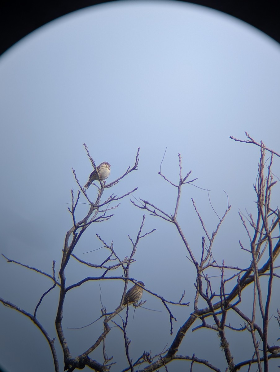 Пасовник савановий [група sandwichensis] - ML647107862