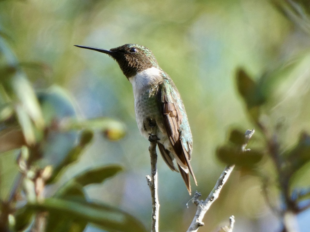 Ruby-throated Hummingbird - ML647107866