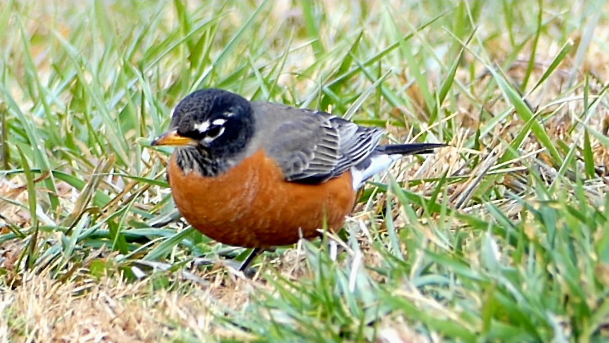 drozd stěhovavý - ML647107869