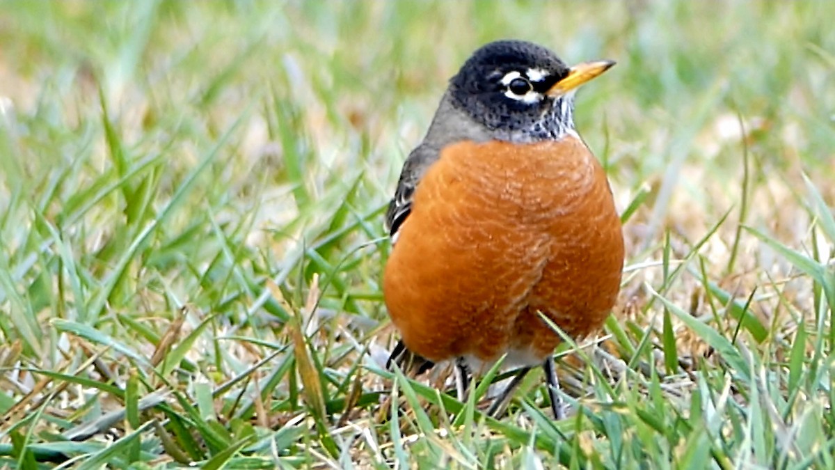 drozd stěhovavý - ML647107870