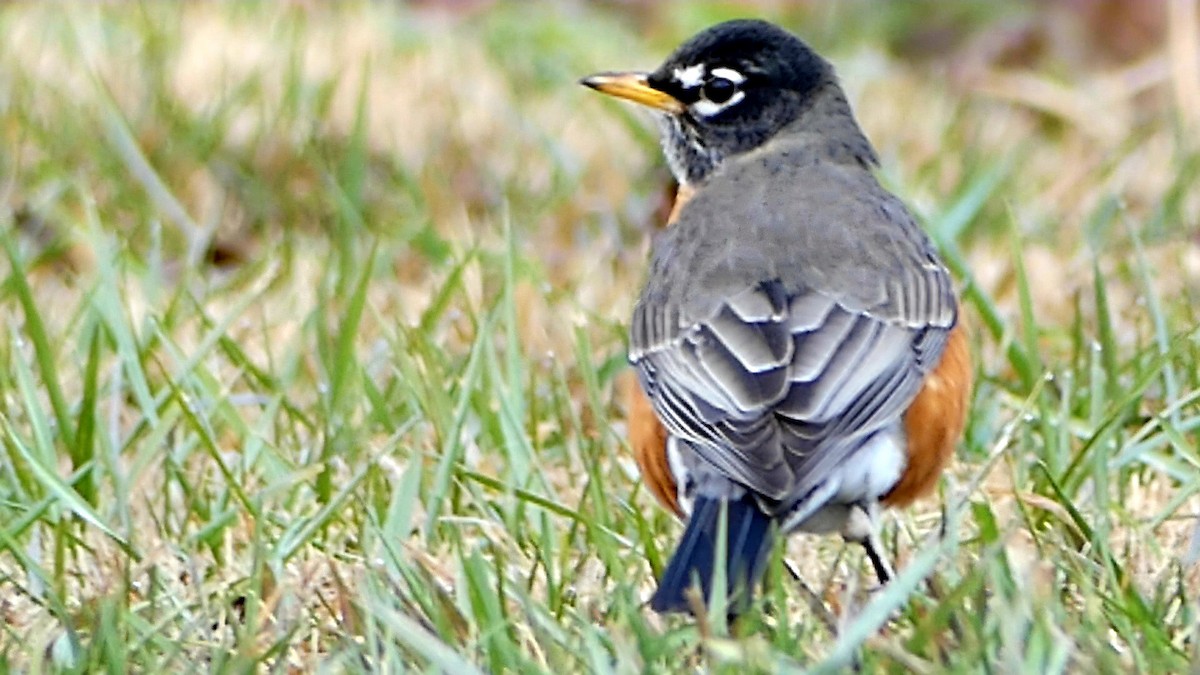 drozd stěhovavý - ML647107871