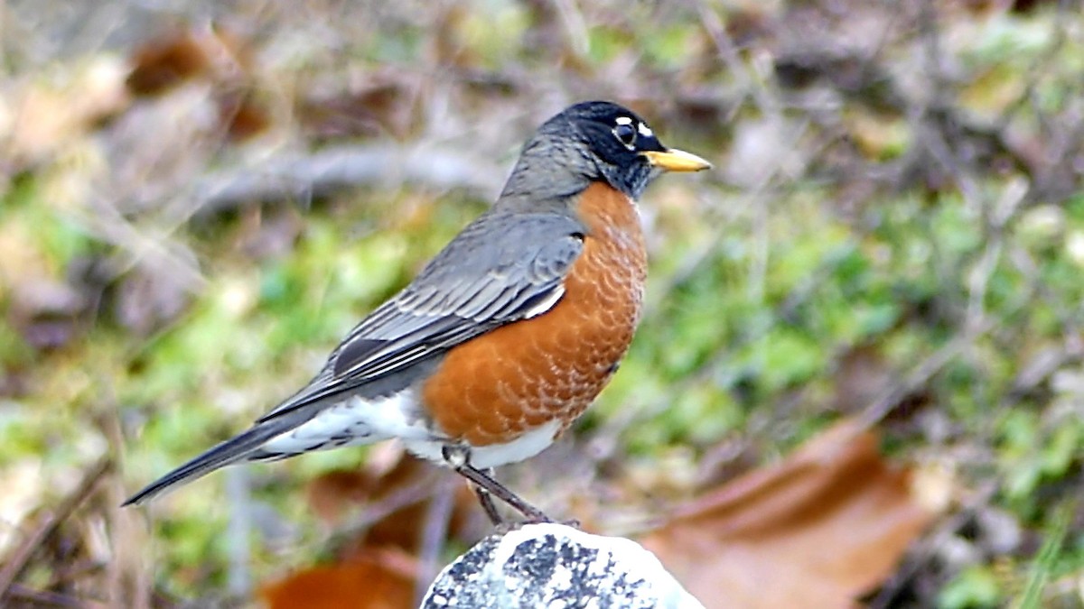 drozd stěhovavý - ML647107872