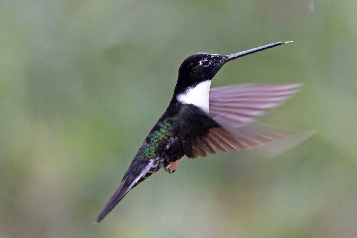 Collared Inca (Collared) - ML647107879