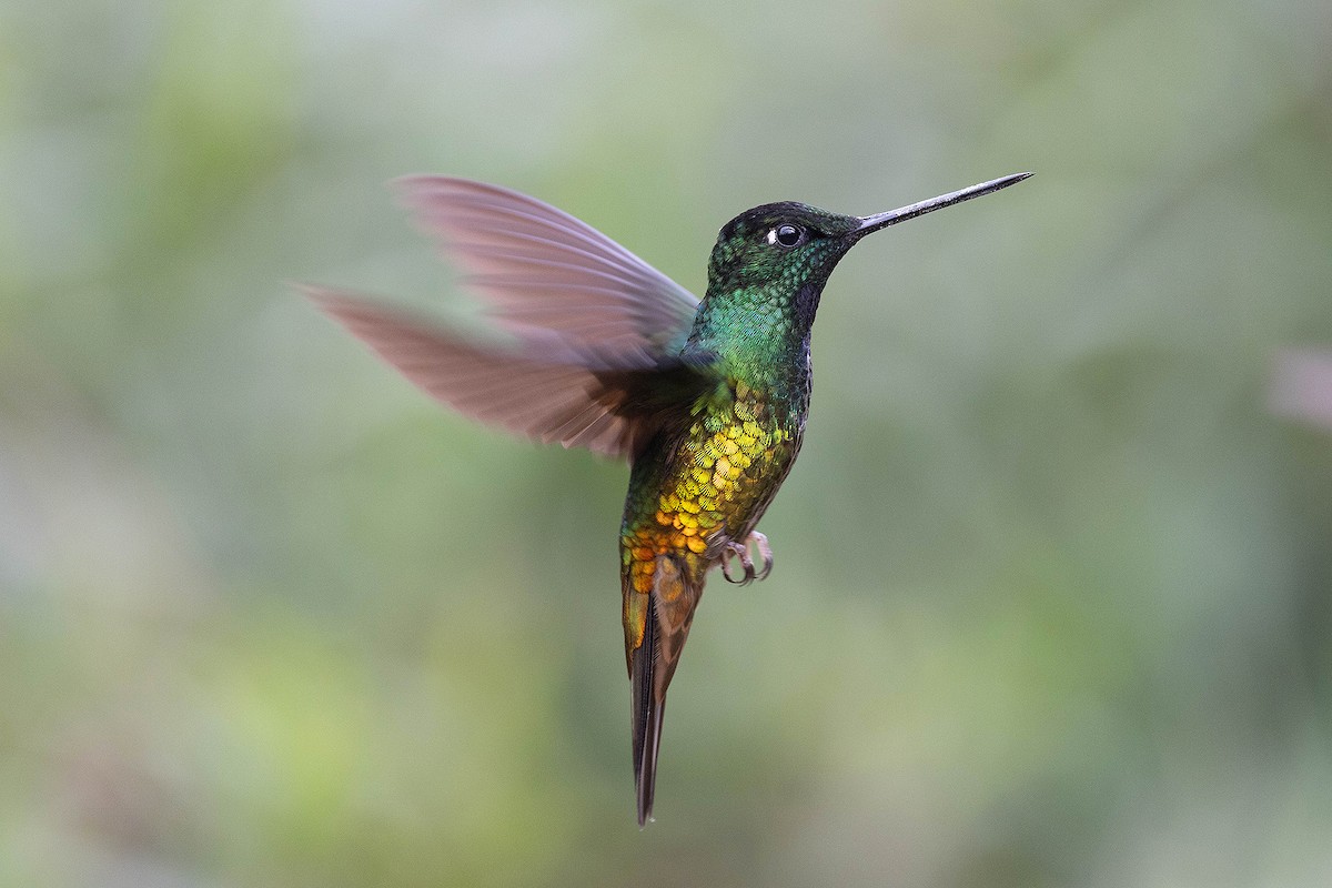 Golden-bellied Starfrontlet - ML647107884