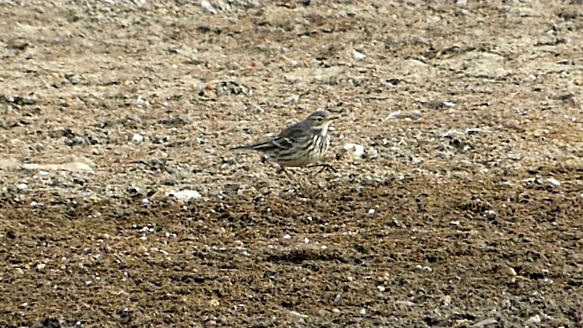 linduška tundrová - ML647107885