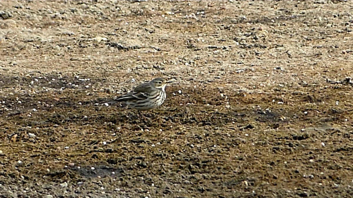 linduška tundrová - ML647107886