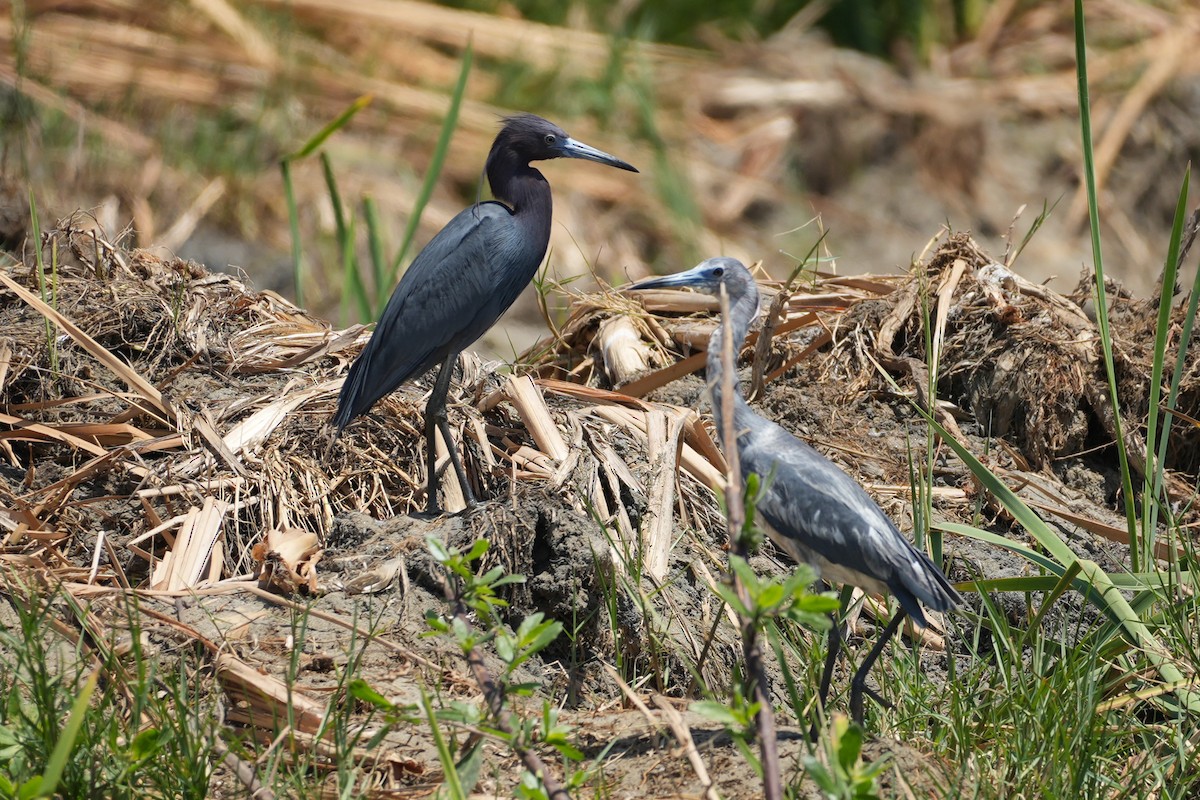 Little Blue Heron - ML647107889