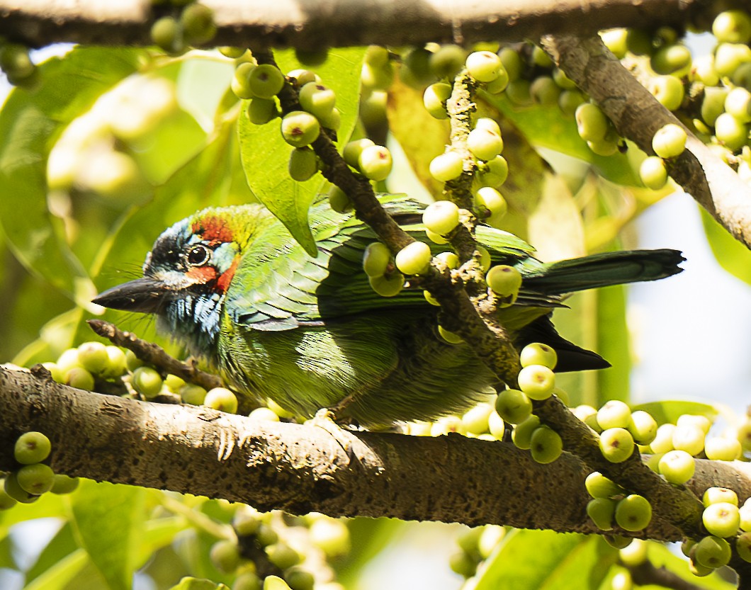 Blue-eared Barbet - ML647107890
