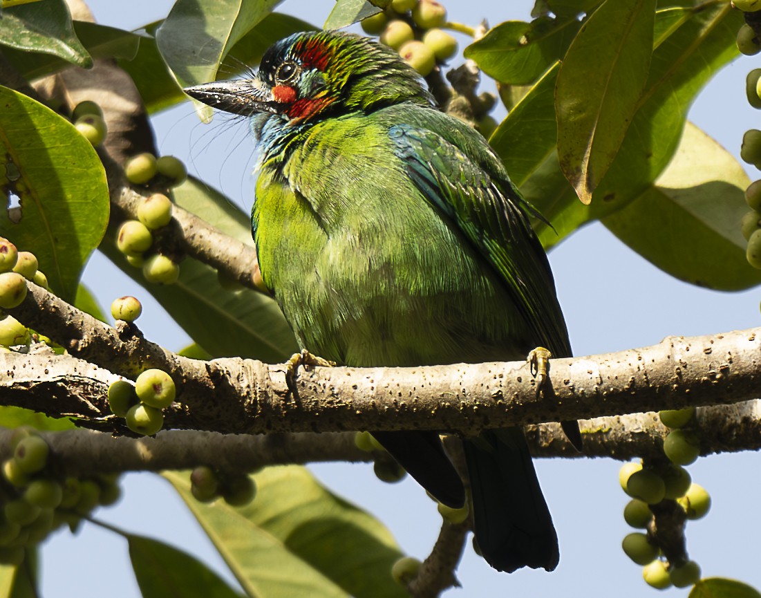 Blue-eared Barbet - ML647107891