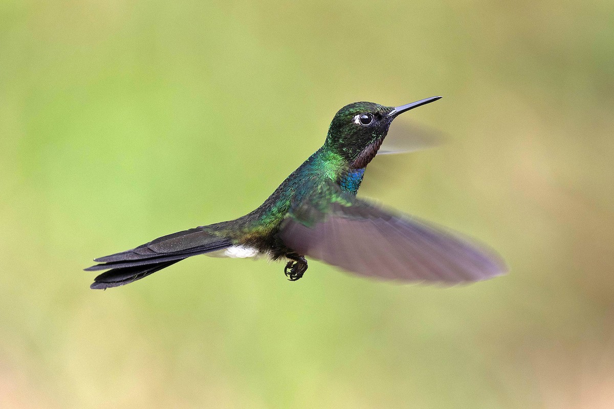 Tourmaline Sunangel - ML647107894