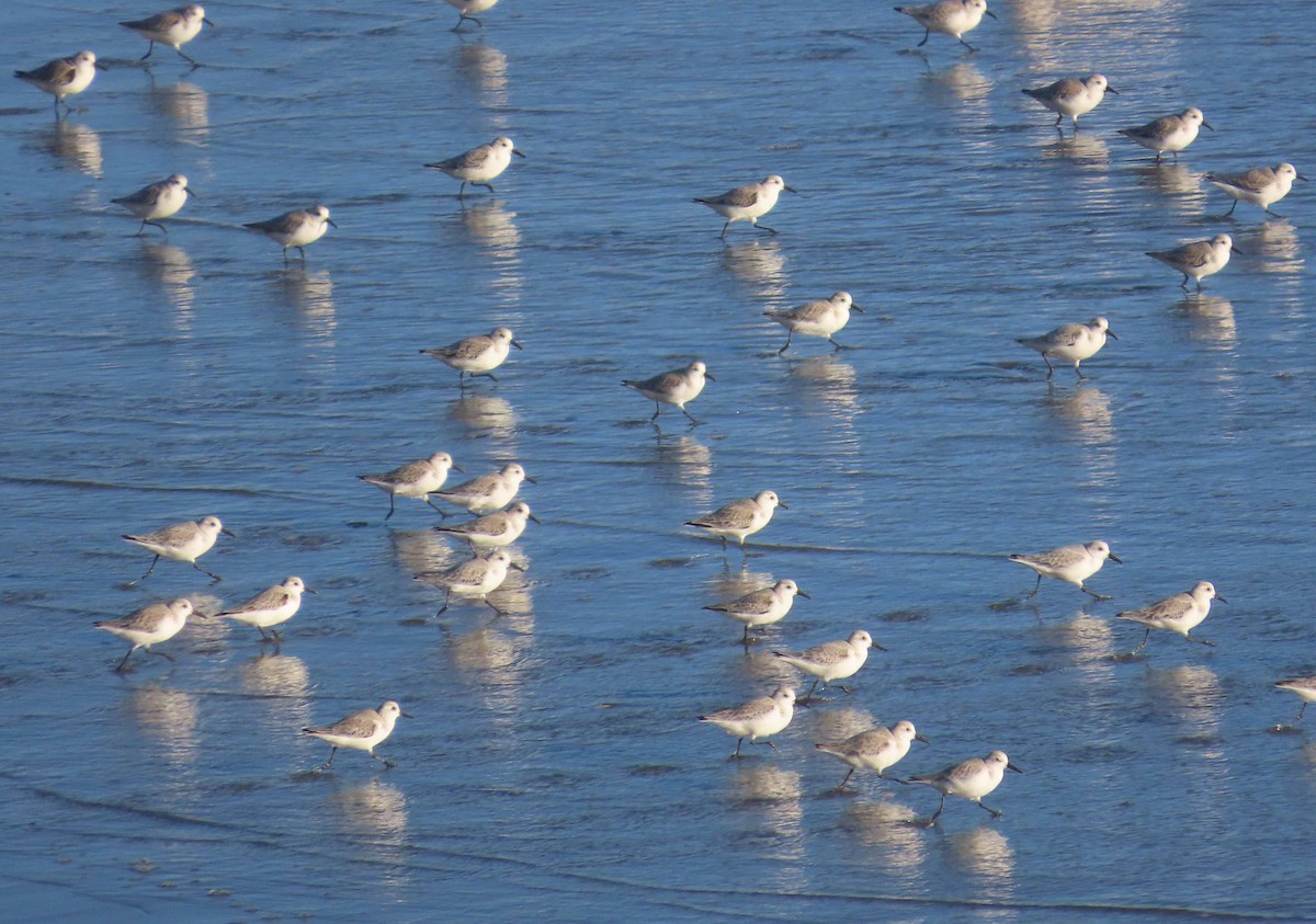 Ak Kumkuşu - ML647107897