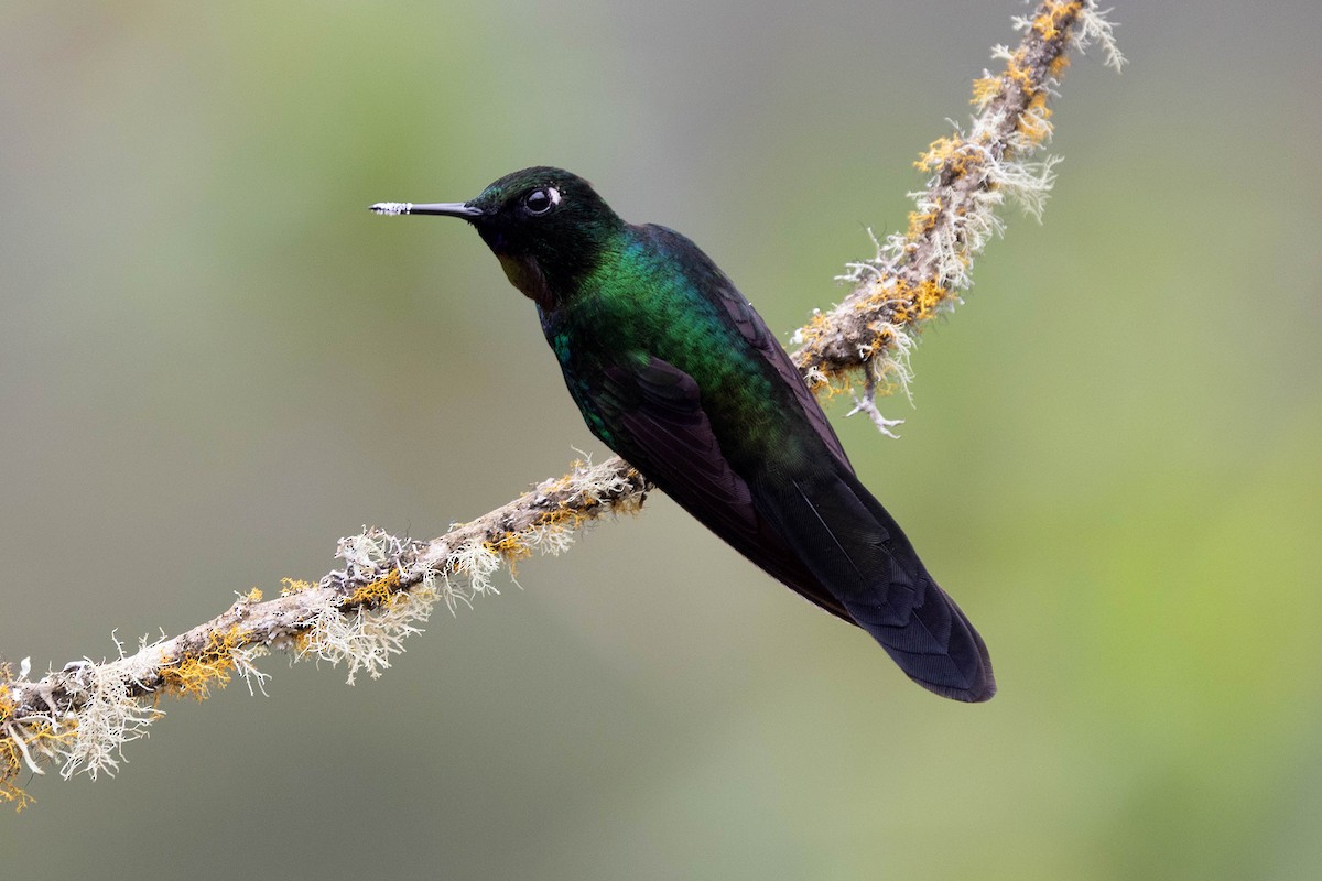 Tourmaline Sunangel - ML647107899