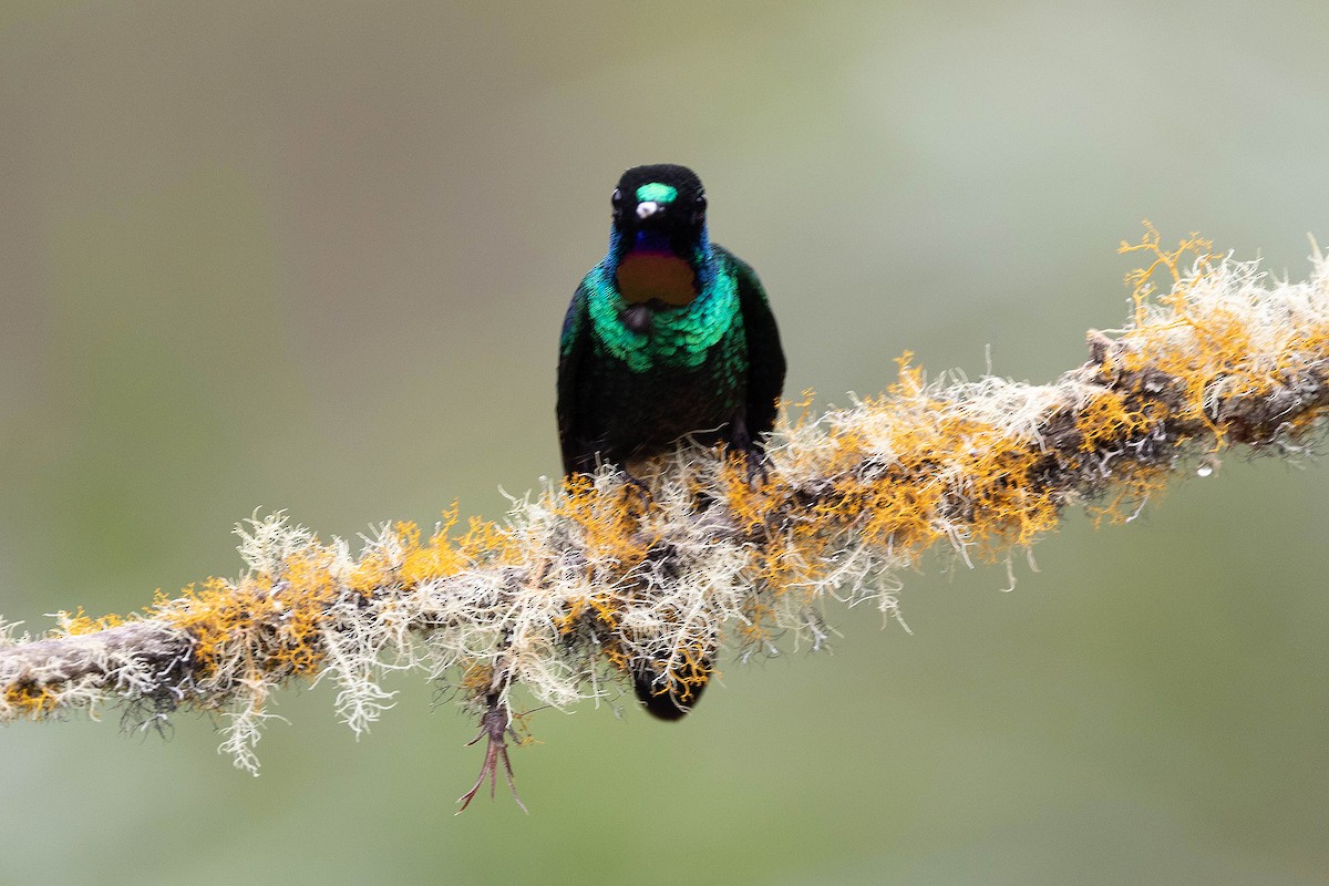 Tourmaline Sunangel - ML647107900