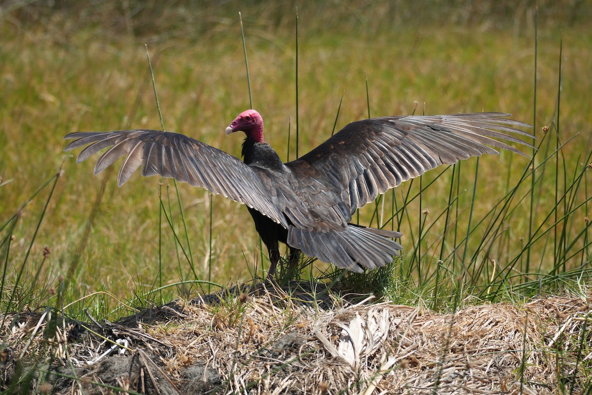 Turkey Vulture - ML647107902