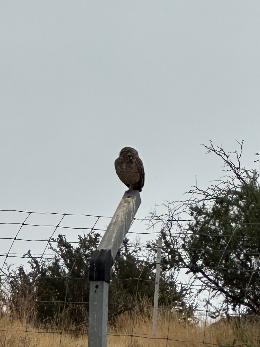 Burrowing Owl - ML647107914