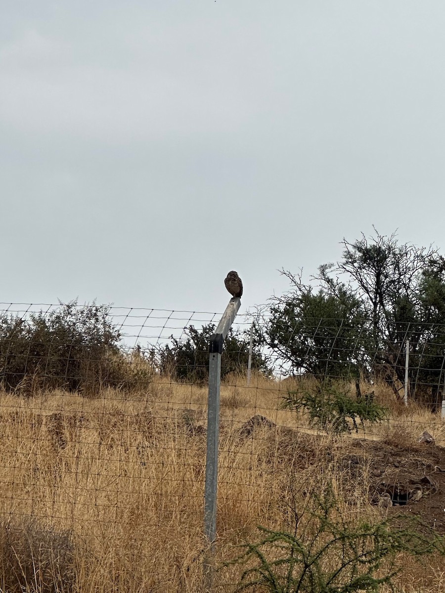 Burrowing Owl - ML647107915