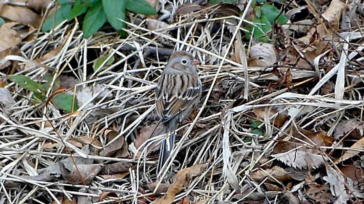 Field Sparrow - ML647107916