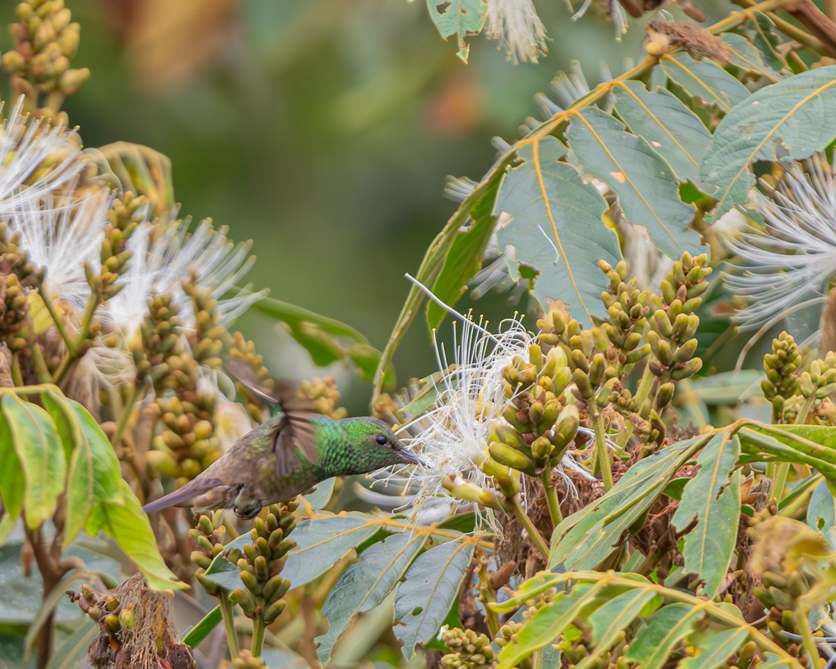 Green-bellied Hummingbird - ML647107927