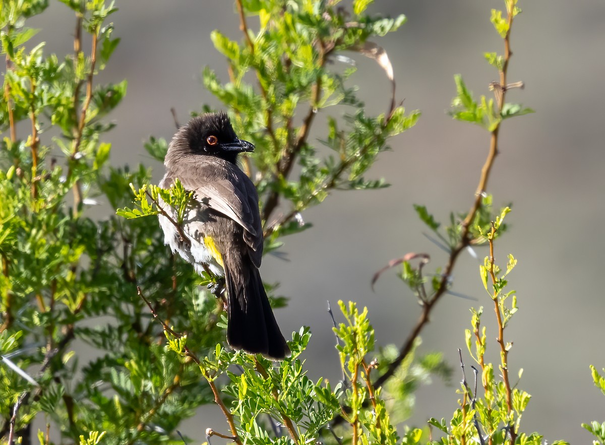 Black-fronted Bulbul - ML647107930